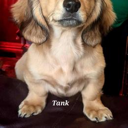 Tank - Dachshund