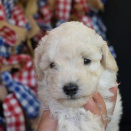 Lilly (AKC) - White female Poodle puppy in Rainbow City, Alabama from Misioh Poodles
