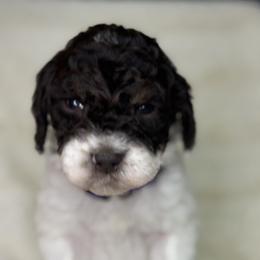 Purple - Blizzard - Parti female Goldendoodle puppy in Cleveland, Georgia from The O.G. Doodles