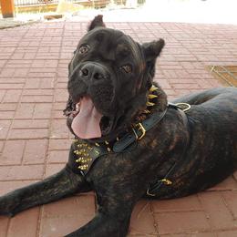 Cane Corso from Top Gun Kennels NM