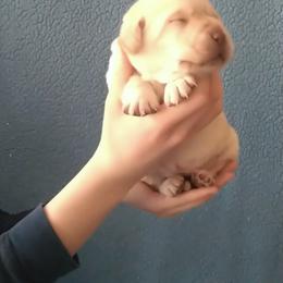 Frittata (Yellow Collar) - Yellow female Labrador Retriever puppy in Prince George, Virginia from Kingdom Kenelz Labradors