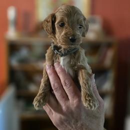 Floyd Lawton - Apricot male Goldendoodle puppy in Milton, Florida from Sutton Place Doodles