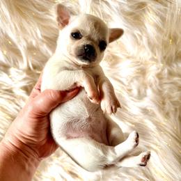 Prada - Cream and white female Chihuahua puppy in Allentown, Pennsylvania from Tsunami Cockers & Chihuahuas
