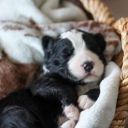 Fudge - Black and white male Bernedoodle puppy in Delta, Pennsylvania from KEE Bernedoodles