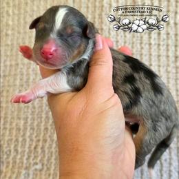 Girl 1 - Blue merle female Aussiedoodle puppy in Vinemont, Alabama from Cotton Country Kennels