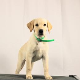Timber - Yellow male Labrador Retriever puppy in Morrilton, Arkansas from Ancient Dogges Performance Dogs