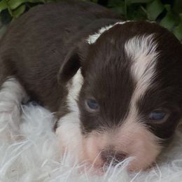 Girl 1 - Aussiedoodle puppy from Duke's Mini & Toy Australian Shepherds & Aussiedoodles