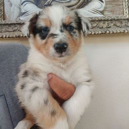 Sammy - Blue merle male Australian Shepherd puppy in Turlock, California from Cherangani Hills Australian Shepherds