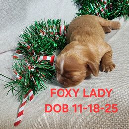 AKC FOXY LADY - Ruby female Cavalier King Charles Spaniel puppy in Joplin, Missouri, Missouri from HOL-A-DA CAVALIERS