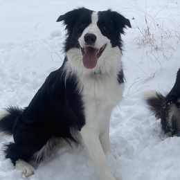 Achilles - Border Collie
