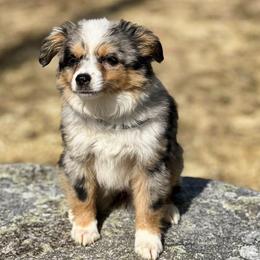 Miniature Australian Shepherds from B&M Miniature Australian Shepherds
