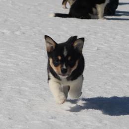 Liberty aka Libby - Black and tan female Pembroke Welsh Corgi puppy in Leonard, Texas from Southern Rose Corgis