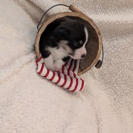 Pembroke Welsh Corgi Puppies from Cozy Hearth Cogis