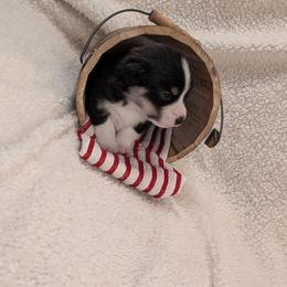 Pembroke Welsh Corgi Puppies from Cozy Hearth Cogis