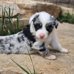 Violet - Blue merle female Australian Shepherd puppy in Silex, Missouri from Small Town Australian Shepherds