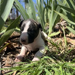 Holly - White and fawn brindle Whippet puppy in West Plains, Missouri from Sycamore Ridge Puppies