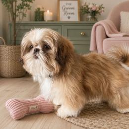 Romeo - Shih Tzu