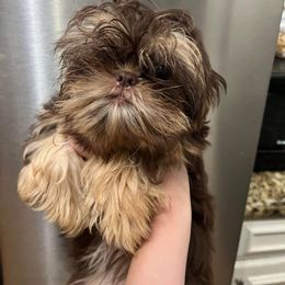 Shih Tzu Puppies from LaDawn’s Little Lions