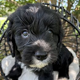Cody - Cavapoo puppy from That’s My Puppy