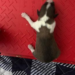 Red - Sable and white male Shetland Sheepdog puppy in Fontanelle, Iowa from Jensen Farms Shelties