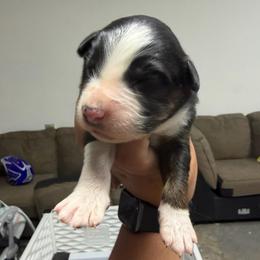 Black Tri Male 1 - Black tri male Miniature American Shepherd puppy in Prunedale, California from 4MLA STABLES