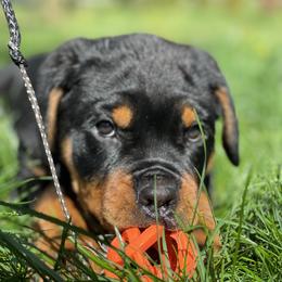 Rottweiler Puppies from Vom Hause Stan