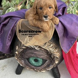 Bernedoodle, Cavapoo, Goldendoodle, and Poodle Puppies from Gypsi Doodles & Poodles