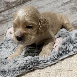 Blaze - Buff and white male Cocker Spaniel puppy in West Plains, Missouri from Ozark Haven Farm