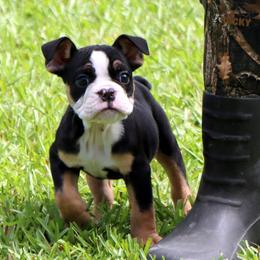 Luna - Black tri-color female Bulldog puppy in Winnsboro, Texas from JP Ranch Bulldogs