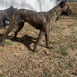 Cane Corso All Grown Up from Off The Chain