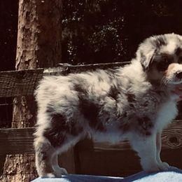 Australian Shepherd Puppies from Jewel Aussies