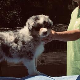 Australian Shepherd Puppies from Jewel Aussies