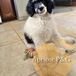 Goldendoodle and Poodle All Grown Up from Apricot Poodles & Goldendoodles