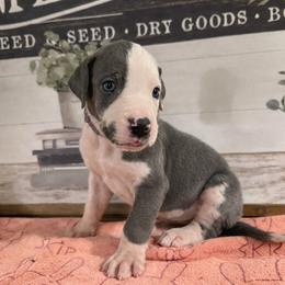 Lavender Collar - Harlequin female Great Dane puppy in Carencro, Louisiana from Halsey Danes