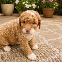 Dixie - Yellow and white female Bernedoodle puppy in Santa Barbara, California from K+C Doodles