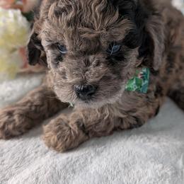 Goldendoodle and Shihpoo Puppies from Bellady's Shihpoos
