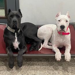 Female 3 - White female Dogo Argentino puppy in Winter Haven, Florida from Wayward’s Dogos and Spellbound Greyhounds