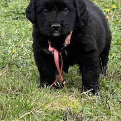 Female - female Golden Mountain Dog puppy in Tacoma, Washington from Canyon Meadows Farm