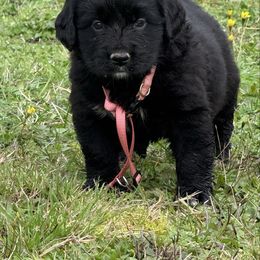 Female - female Golden Mountain Dog puppy in Tacoma, Washington from Canyon Meadows Farm