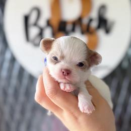 Milo - Chocolate blue male Chihuahua puppy in Harrison, Michigan from Cloud9 Chihuahuas