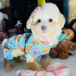 Merry - Cream female Maltipoo puppy in Sugar Land, Texas from Celebrity Maltipoos