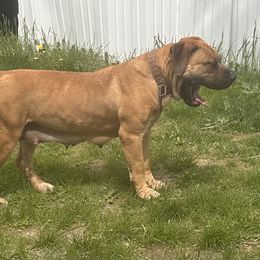 Lex - Boerboel
