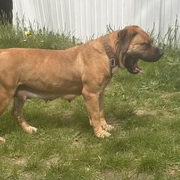Lex - Boerboel