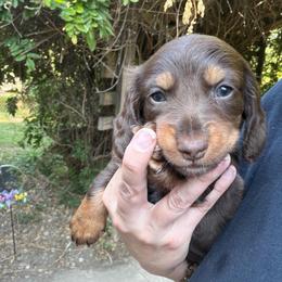 Timber AKC - Chocolate and tan male Dachshund puppy in Erie, Michigan from Champagne’s Grinch Toe’d Dachshunds
