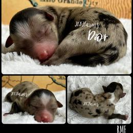 (6) Dior, RMF - Red merle female Miniature American Shepherd puppy in Huntington, Texas from JKKJ Farms, LLC