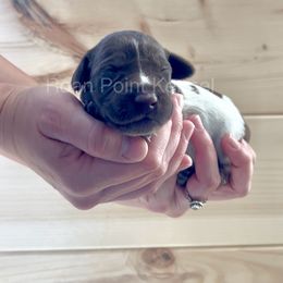 Hazel-Tan Female - Liver roan German Shorthaired Pointer puppy in Payneville, Kentucky from Roan Point Kennel