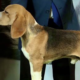 Beagles from Valley Beagles