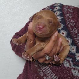 Lilly - Golden female Golden Retriever puppy in Milwaukee, Wisconsin from Pedigree Golden Retrievers