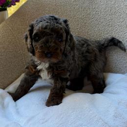 Pearl - Merle female Bernedoodle puppy in Statesville, North Carolina from Loves legacy Doodles