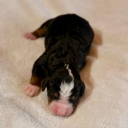 Boy 1 - Tri-color male Bernedoodle puppy in Anchorage, Alaska from Cascade Country Doodles